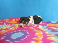 Mitzee, a male Rat Terrier for sale in Olpe, KS – 6 of 6
