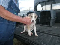 Sara, a female Greyhound for sale in Olpe, KS – 4 of 6