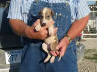 SALLY, a female Greyhound for sale in Olpe, KS – 2 of 8