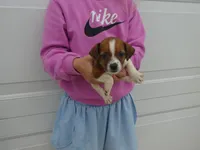 Barbie, a female Jack Russell Terrier for sale in Olpe, KS – 4 of 5