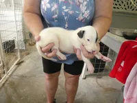 MIA, a female Greyhound for sale in Olpe, KS – 2 of 5