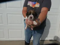Rufus, a male Jack Russell Terrier for sale in Olpe, KS – 4 of 4