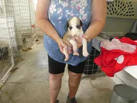 SARA, a female Greyhound for sale in Olpe, KS – 1 of 5