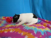 Indy, a male Rat Terrier for sale in Olpe, KS – 4 of 5