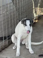 Freckles, a female Greyhound for sale in Olpe, KS – Photo 4 of 7