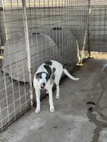 Freckles, a female Greyhound for sale in Olpe, KS – Photo 2 of 7