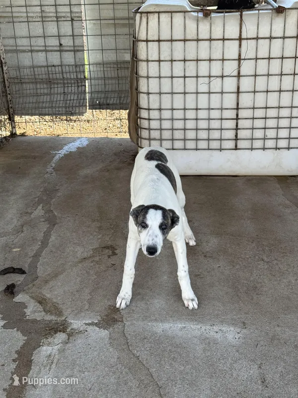 Freckles – Greyhound puppy on hold in Olpe, KS
