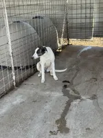 Freckles, a female Greyhound for sale in Olpe, KS – Photo 6 of 7