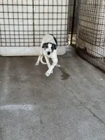 Freckles, a female Greyhound for sale in Olpe, KS – Photo 5 of 7