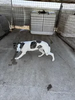 Freckles, a female Greyhound for sale in Olpe, KS – Photo 7 of 7