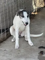 Freckles, a female Greyhound for sale in Olpe, KS – Photo 3 of 7