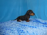Max, a male Miniature Dachshund for sale in Olpe, KS – 5 of 6