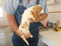 ACE, a male Basset Hound for sale in Olpe, KS – 3 of 4