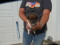 Jasper, a male Jack Russell Terrier for sale in Olpe, KS – 2 of 5