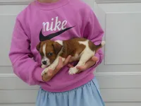 Barbie, a female Jack Russell Terrier for sale in Olpe, KS – 3 of 5