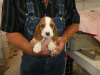 Esther, a male Basset Hound for sale in Olpe, KS – 4 of 4