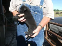 Liz, a female Greyhound for sale in Olpe, KS – 3 of 7