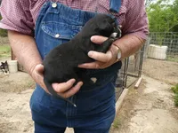 Bella, a female Greyhound for sale in Olpe, KS – 6 of 8
