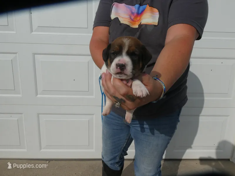 Rufus – Jack Russell Terrier puppy for sale in Olpe, KS