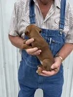 Buzz, a male Boxer for sale in Olpe, KS – 2 of 4