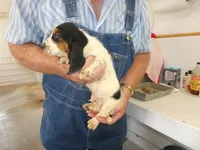 George, a male Basset Hound for sale in Olpe, KS – 3 of 5