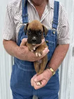 Badger, a male Boxer for sale in Olpe, KS – 2 of 5