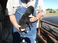 Liz, a female Greyhound for sale in Olpe, KS – 4 of 7