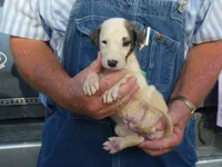 JAZZY, a female Greyhound for sale in Olpe, KS – 3 of 9