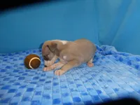 ACE, a male Greyhound for sale in Olpe, KS – 4 of 5