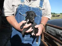 Liz, a female Greyhound for sale in Olpe, KS – 2 of 7