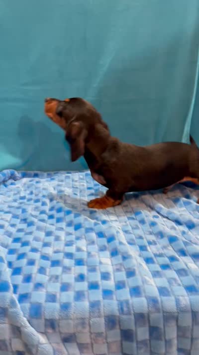 Max, a male Miniature Dachshund for sale in Olpe, KS – 6 of 6
