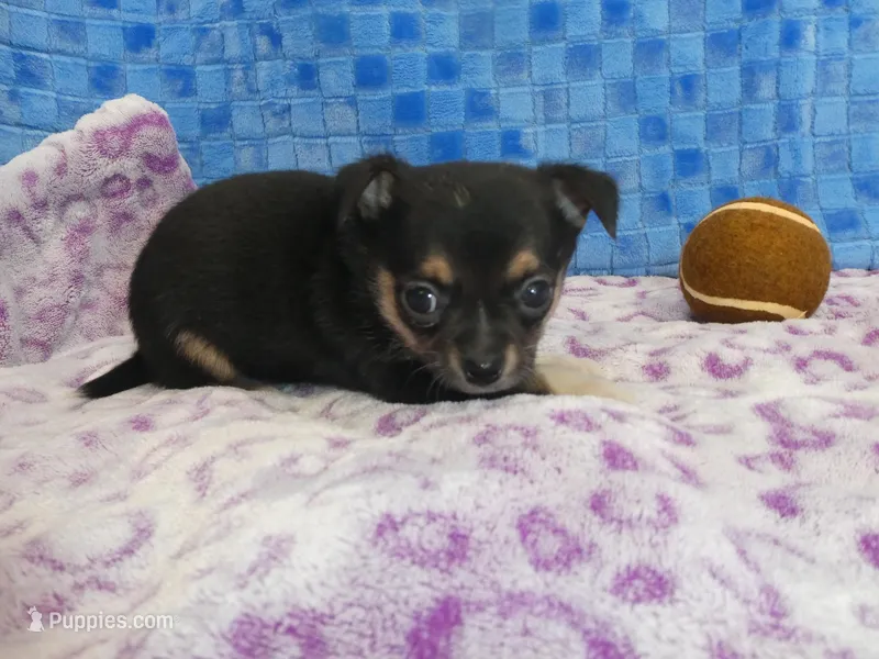 Huck – Chihuahua puppy for sale in Olpe, KS