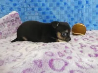 Huck, a male Chihuahua for sale in Olpe, KS – Photo 2 of 5