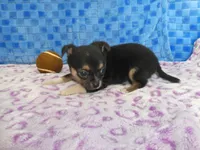 Huck, a male Chihuahua for sale in Olpe, KS – Photo 4 of 5
