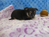 Huck, a male Chihuahua for sale in Olpe, KS – Photo 5 of 5