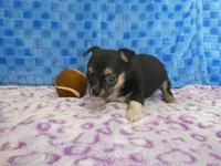 Huck, a male Chihuahua for sale in Olpe, KS – Photo 3 of 5
