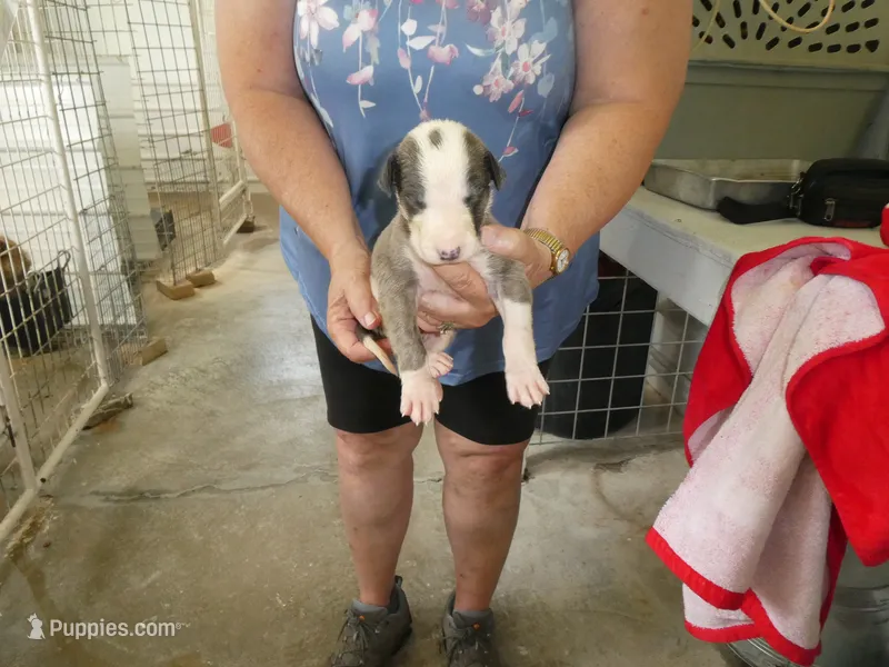 DOC – Greyhound puppy on hold in Olpe, KS