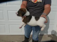 Rufus, a male Jack Russell Terrier for sale in Olpe, KS – 3 of 4
