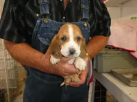 Max, a male Basset Hound for sale in Olpe, KS – 4 of 5