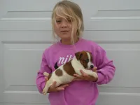 BaLoo, a female Jack Russell Terrier for sale in Olpe, KS – 2 of 4