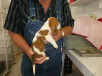 Clem, a male Basset Hound for sale in Olpe, KS – 2 of 5