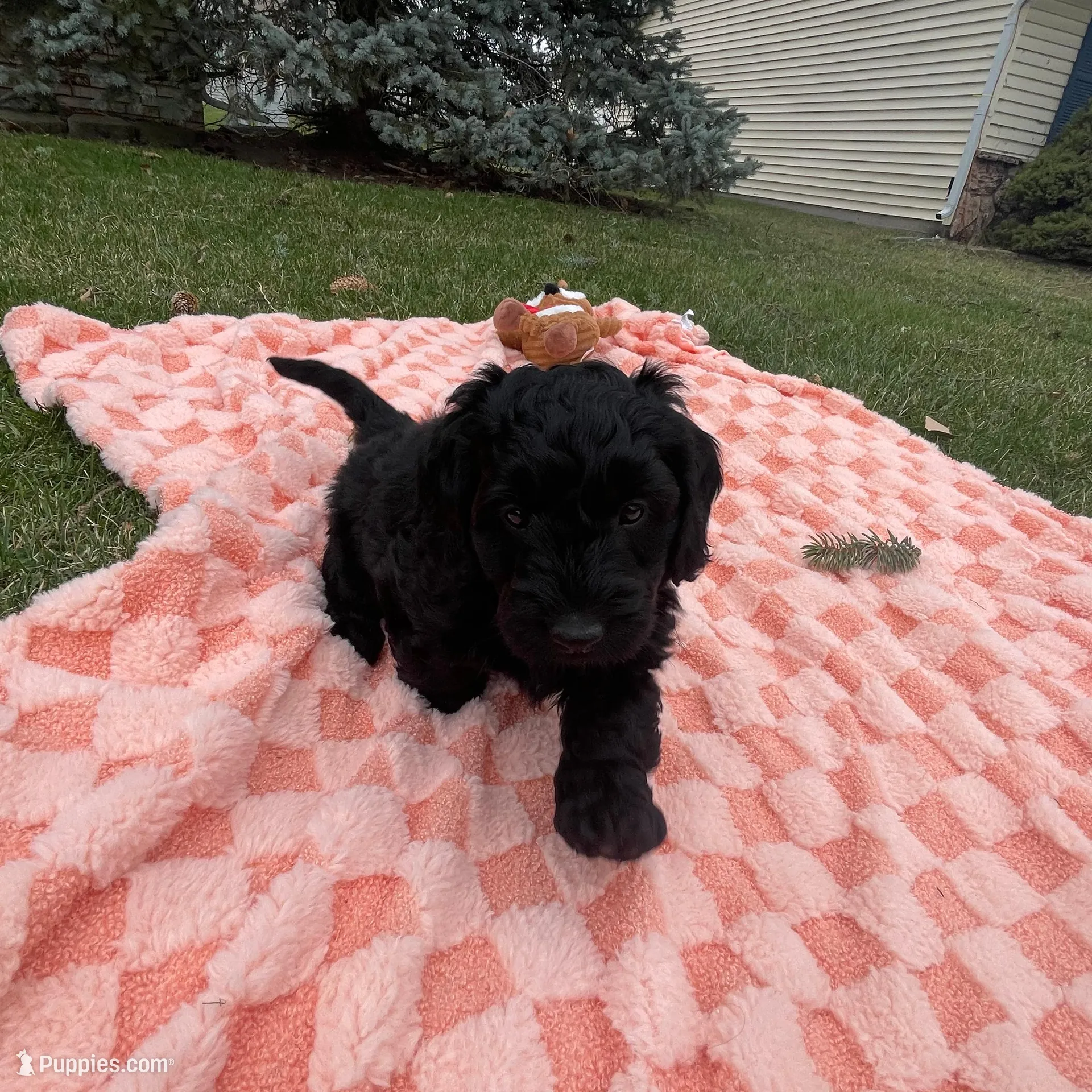 Shadow, a male Miniature Labradoodle for sale in Grabill, IN – Photo 8 of 10