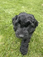 Shadow, a male Miniature Labradoodle for sale in Grabill, IN – Photo 4 of 10