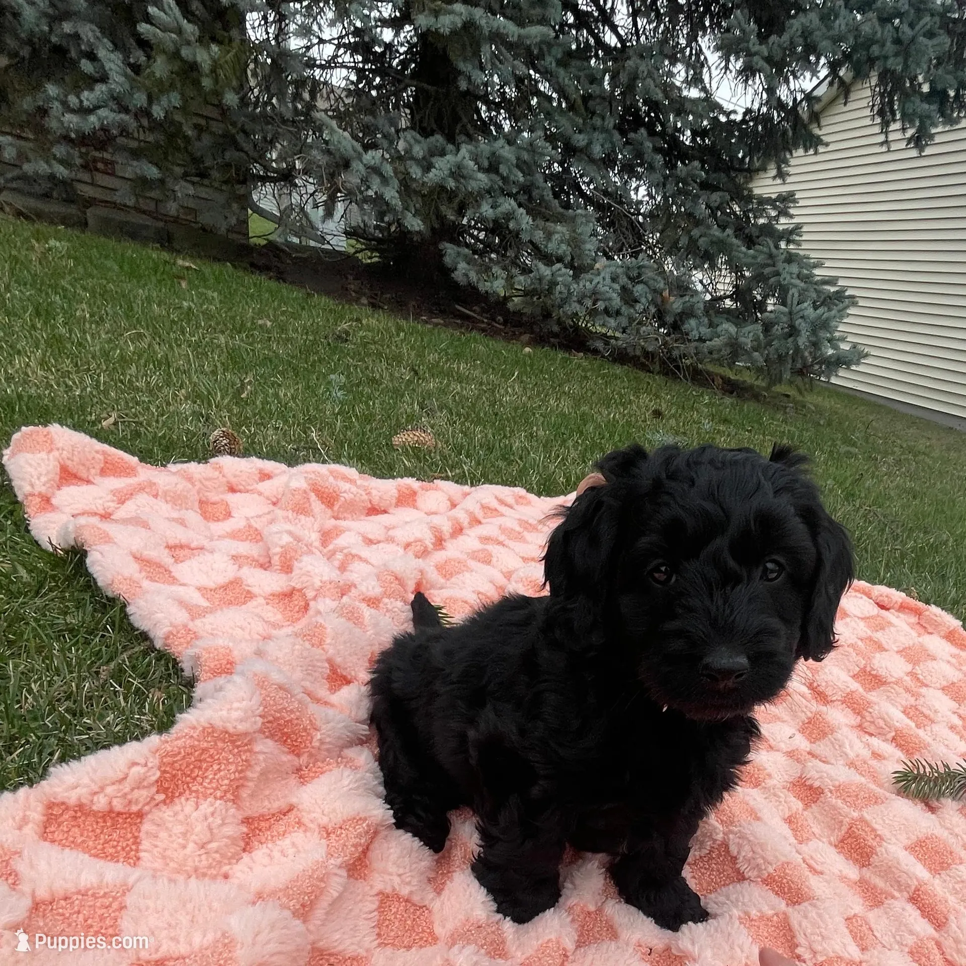 Shadow, a male Miniature Labradoodle for sale in Grabill, IN – Photo 9 of 10