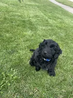 Shadow, a male Miniature Labradoodle for sale in Grabill, IN – Photo 5 of 10