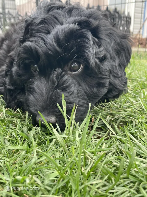 Shadow – Miniature Labradoodle puppy for sale in Grabill, IN