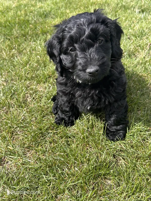 Shadow – Miniature Labradoodle puppy for sale in Grabill, IN