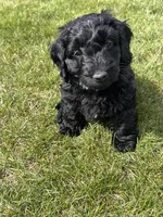 Shadow, a male Miniature Labradoodle for sale in Grabill, IN – Photo 1 of 10