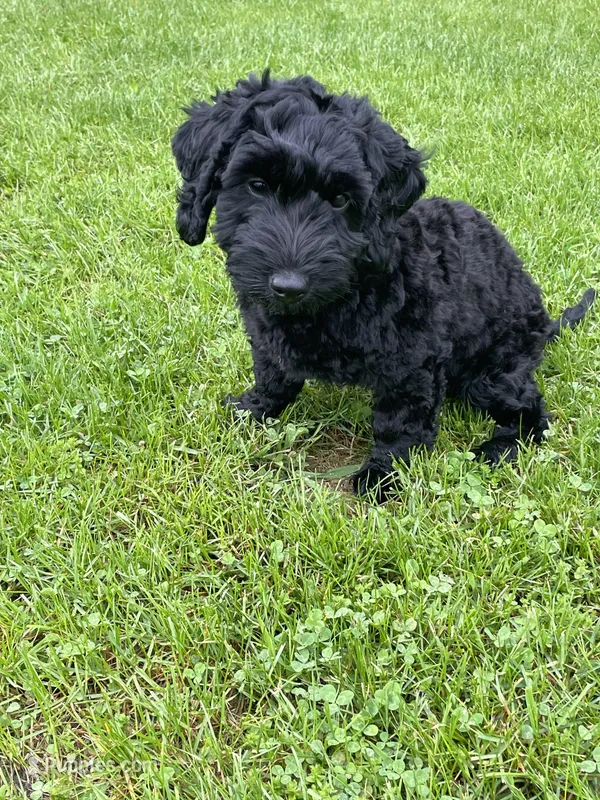 Shadow – Miniature Labradoodle puppy for sale in Grabill, IN