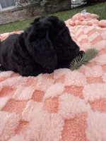 Shadow, a male Miniature Labradoodle for sale in Grabill, IN – Photo 10 of 10